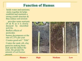 Organic matter in soil