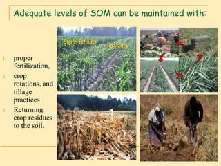 Organic matter in soil