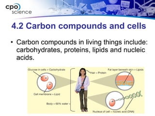 4.2 Carbon compounds and cells ,[object Object]