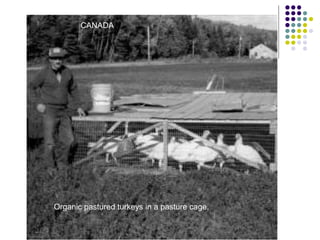Organic pastured turkeys in a pasture cage.
CANADA
 