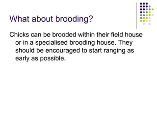 What about brooding?
Chicks can be brooded within their field house
or in a specialised brooding house. They
should be encouraged to start ranging as
early as possible.
 