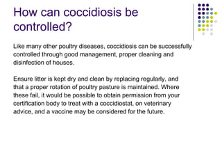 How can coccidiosis be
controlled?
Like many other poultry diseases, coccidiosis can be successfully
controlled through good management, proper cleaning and
disinfection of houses.
Ensure litter is kept dry and clean by replacing regularly, and
that a proper rotation of poultry pasture is maintained. Where
these fail, it would be possible to obtain permission from your
certification body to treat with a coccidiostat, on veterinary
advice, and a vaccine may be considered for the future.
 