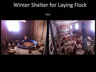 2015
Winter Shelter for Laying Flock
 