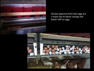 Quickly apparent that clean eggs are
a major key to labour savings and
better COP on eggs.
 