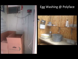 Egg Washing @ Polyface
 