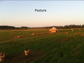 Pasture
 
