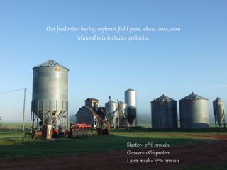 Our feed mix= barley, soybean, field peas, wheat, oats, corn
Mineral mix includes probiotic.
Starter= 21% protein
Grower= 18% protein
Layer mash= 17% protein
 