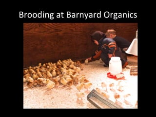 Brooding at Barnyard Organics
 
