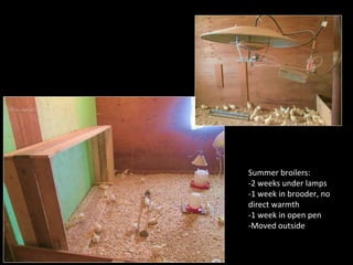 Summer broilers:
-2 weeks under lamps
-1 week in brooder, no
direct warmth
-1 week in open pen
-Moved outside
 
