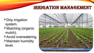 IRRIGATION MANAGEMENT
Drip irrigation
system.
Mulching (organic
mulch).
Avoid overwatering.
Maintain humidity
level.
 