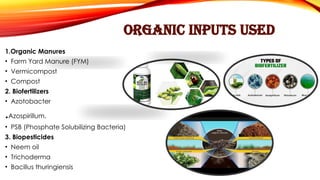 ORGANIC INPUTS USED
1.Organic Manures
• Farm Yard Manure (FYM)
• Vermicompost
• Compost
2. Biofertilizers
• Azotobacter
.Azospirillum.
• PSB (Phosphate Solubilizing Bacteria)
3. Biopesticides
• Neem oil
• Trichoderma
• Bacillus thuringiensis
 