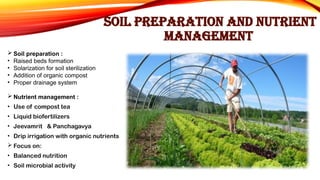 SOIL PREPARATION AND NUTRIENT
MANAGEMENT
 Soil preparation :
• Raised beds formation
• Solarization for soil sterilization
• Addition of organic compost
• Proper drainage system
 Nutrient management :
• Use of compost tea
• Liquid biofertilizers
• Jeevamrit & Panchagavya
• Drip irrigation with organic nutrients
 Focus on:
• Balanced nutrition
• Soil microbial activity
 