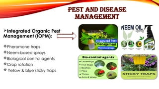 PEST AND DISEASE
MANAGEMENT
Integrated Organic Pest
Management (IOPM):
Pheromone traps
Neem-based sprays
Biological control agents
Crop rotation
 Yellow & blue sticky traps
 