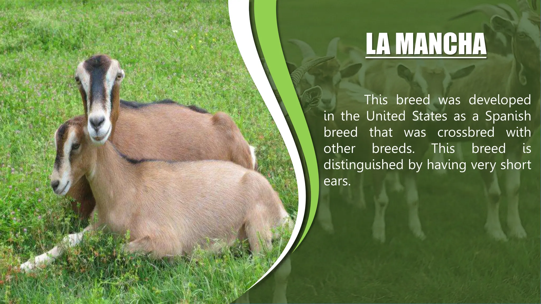 Small Ruminants Types RAISING ORGANIC SMALL RUMINANTS AND BREEDING | PPTX