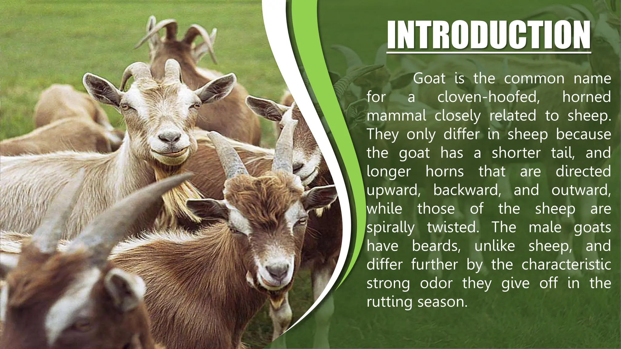 RAISING ORGANIC SMALL RUMINANTS AND BREEDING | PPTX