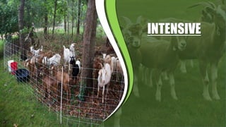 RAISING ORGANIC SMALL RUMINANTS AND BREEDING | PPTX