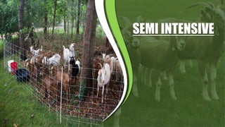 Sag Ruminants RAISING ORGANIC SMALL RUMINANTS AND BREEDING | PPTX