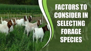 Sag Ruminants RAISING ORGANIC SMALL RUMINANTS AND BREEDING | PPTX