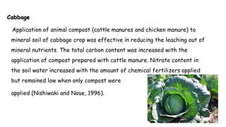 Cabbage
Application of animal compost (cattle manures and chicken manure) to
mineral soil of cabbage crop was effective in reducing the leaching out of
mineral nutrients. The total carbon content was increased with the
application of compost prepared with cattle manure. Nitrate content in
the soil water increased with the amount of chemical fertilizers applied
but remained low when only compost were
applied (Nishiwaki and Noue, 1996).
 