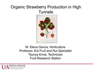 M. Elena Garcia, Horticulture
Professor, Ext Fruit and Nut Specialist
Taunya Ernst, Technician
Fruit Research Station
Organic Strawberry Production in High
Tunnels
 