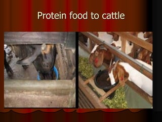 Protein food to cattle
 