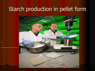 Starch production in pellet form
Food technologist Artur Klamczynski (left) and plant physiologist Greg Glenn prepare batches of starch-based dough which will be further processed by extrusion to form heat-expandable pellets.
 