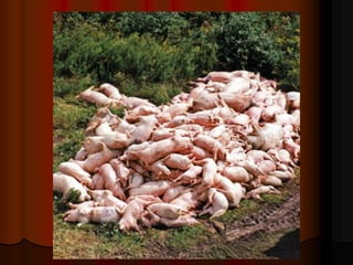 Wastage in piggery
 