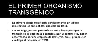 EL PRIMER ORGANISMO
TRANSGÉNICO
• La primera planta modificada genéticamente, un tabaco
resistente a los antibióticos, apareció en 1983.
• Sin embargo, pasaría poco más de una década para que un
transgénico se empezara a comercializar. El Tomate Flav Sabor,
desarrollado por una empresa de California, fue el primer OGM
que llegó al mercado, en 1994.
 