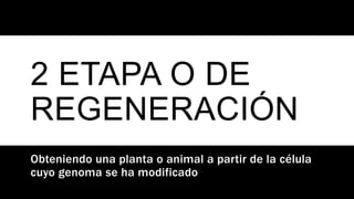 2 ETAPA O DE
REGENERACIÓN
Obteniendo una planta o animal a partir de la célula
cuyo genoma se ha modificado
 
