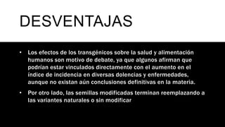 DESVENTAJAS
• Los efectos de los transgénicos sobre la salud y alimentación
humanos son motivo de debate, ya que algunos afirman que
podrían estar vinculados directamente con el aumento en el
índice de incidencia en diversas dolencias y enfermedades,
aunque no existan aún conclusiones definitivas en la materia.
• Por otro lado, las semillas modificadas terminan reemplazando a
las variantes naturales o sin modificar
 