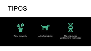 TIPOS
Planta transgénica Animal transgénico Microorganismos
genéticamente modificados
 