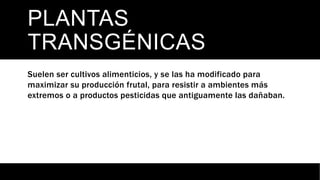 PLANTAS
TRANSGÉNICAS
Suelen ser cultivos alimenticios, y se las ha modificado para
maximizar su producción frutal, para resistir a ambientes más
extremos o a productos pesticidas que antiguamente las dañaban.
 