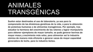 ANIMALES
TRANSGÉNICAS
Suelen estar destinados al uso de laboratorio, ya sea para la
comprensión de las dinámicas genéticas de la vida, o para la obtención
de proteínas humanas o de alimentos transgénicos. Por ejemplo, tras
estudiar la hormona del crecimiento de los ratones y lograr manipularla
para obtener ejemplares de mayor tamaño, se pudo generar bovinos de
mayor masa y crecimiento más veloz, para alimentar así la industria
cárnica de manera más eficiente o generar vacas de mayor capacidad
generadora de leche, para la industria láctea.
 