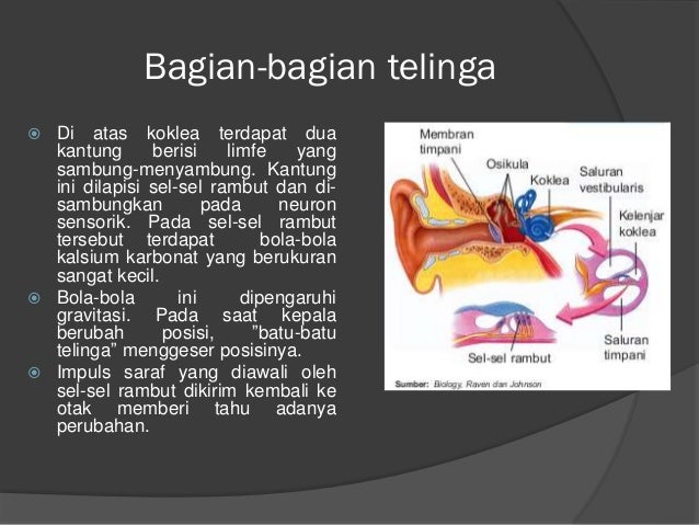Organ Indra Kel Iii