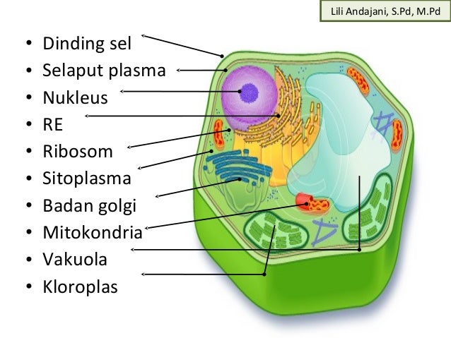 Organisasi kehidupan