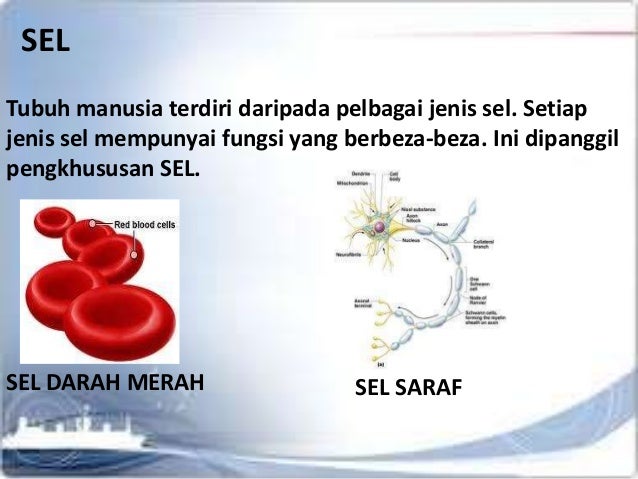 Organisasi Manusia Tingkatan 1