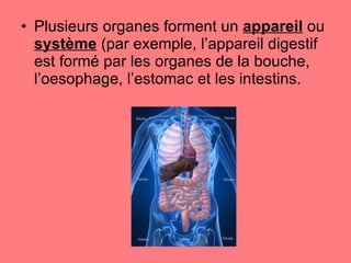 Plusieurs organes forment un  appareil  ou  système  (par exemple, l’appareil digestif est formé par les organes de la bouche, l’oesophage, l’estomac et les intestins. 