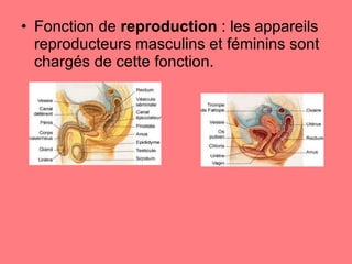 Fonction de  reproduction  : les appareils reproducteurs masculins et féminins sont chargés de cette fonction. 