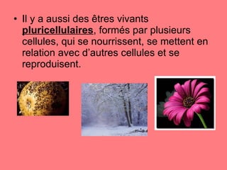 Il y a aussi des êtres vivants  pluricellulaires , formés par plusieurs cellules, qui se nourrissent, se mettent en relation avec d’autres cellules et se reproduisent.   