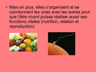 Mais en plus, elles s’organisent et se coordonnent les unes avec les autres pour que l’être vivant puisse réaliser aussi ses fonctions vitales (nutrition, relation et reproduction) 