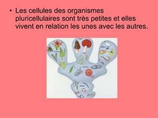 Les cellules des organismes pluricellulaires sont très petites et elles vivent en relation les unes avec les autres. 