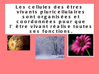 Les cellules des êtres vivants pluricellulaires sont organisées et coordonnées pour que l’être vivant réalise toutes ses fonctions. 
