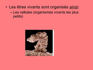Les êtres vivants sont organisés  ainsi : Les cellules (organismes vivants les plus petits) 