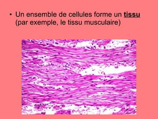 Un ensemble de cellules forme un  tissu  (par exemple, le tissu musculaire) 