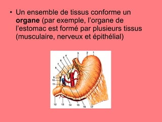 Un ensemble de tissus conforme un  organe  (par exemple, l’organe de l’estomac est formé par plusieurs tissus (musculaire, nerveux et épithélial) 