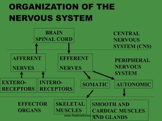 ORGANIZATION OF THE NERVOUS SYSTEM BRAIN SPINAL CORD CENTRAL NERVOUS SYSTEM (CNS) PERIPHERAL NERVOUS  SYSTEM AFFERENT NERVES EFFERENT NERVES EXTERO- RECEPTORS INTERO- RECEPTORS SOMATIC AUTONOMIC EFFECTOR ORGANS SKELETAL MUSCLES SMOOTH AND  CARDIAC MUSCLES  AND GLANDS www.freelivedoctor.com 