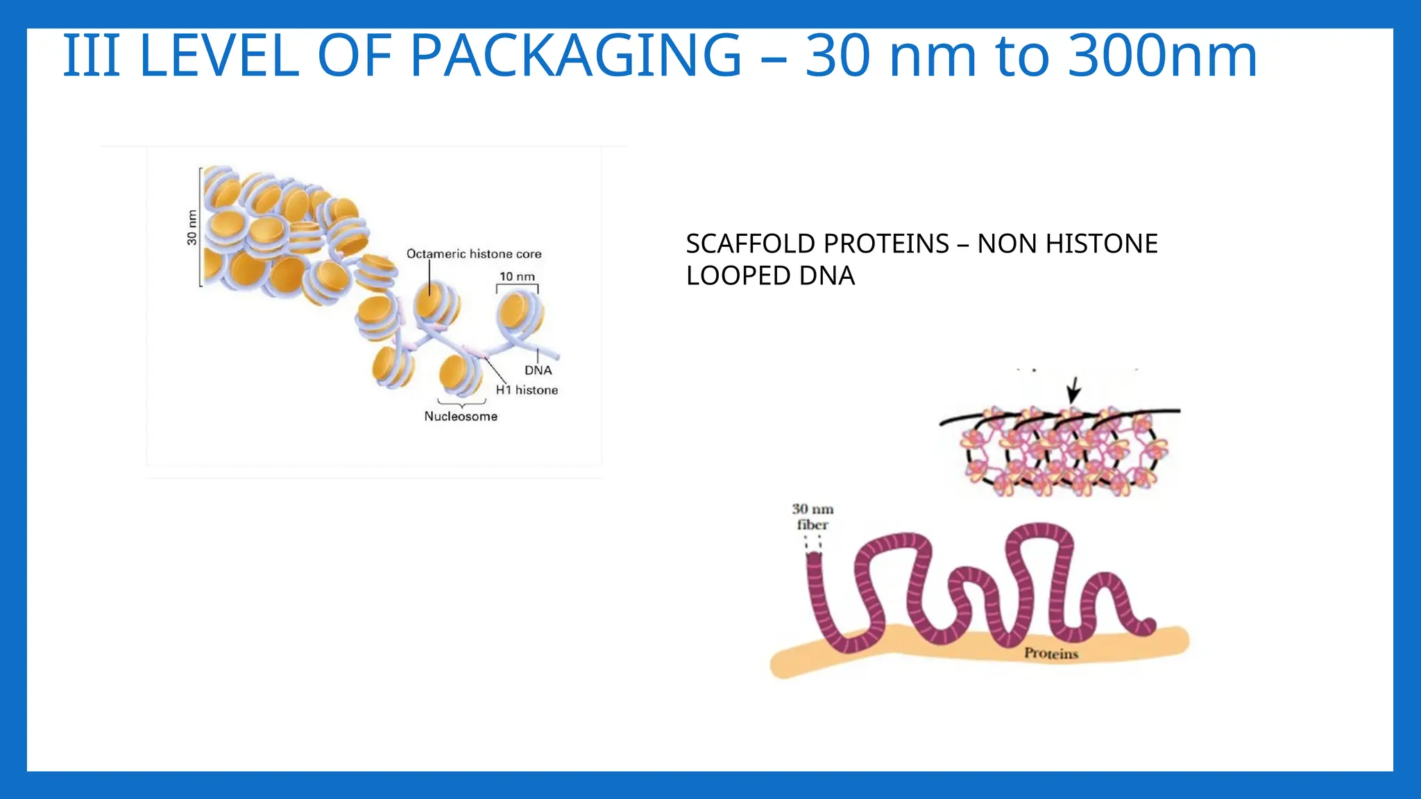 III LEVEL OF PACKAGING – 30 nm to 300nm
SCAFFOLD PROTEINS – NON HISTONE
LOOPED DNA
 