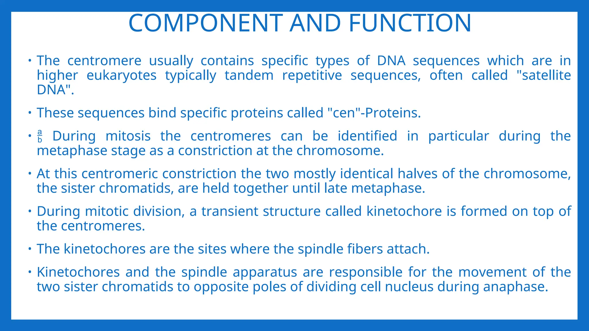 COMPONENT AND FUNCTION
• The centromere usually contains specific types of DNA sequences which are in
higher eukaryotes typically tandem repetitive sequences, often called "satellite
DNA".
• These sequences bind specific proteins called "cen"-Proteins.
•  During mitosis the centromeres can be identified in particular during the
metaphase stage as a constriction at the chromosome.
• At this centromeric constriction the two mostly identical halves of the chromosome,
the sister chromatids, are held together until late metaphase.
• During mitotic division, a transient structure called kinetochore is formed on top of
the centromeres.
• The kinetochores are the sites where the spindle fibers attach.
• Kinetochores and the spindle apparatus are responsible for the movement of the
two sister chromatids to opposite poles of dividing cell nucleus during anaphase.
 