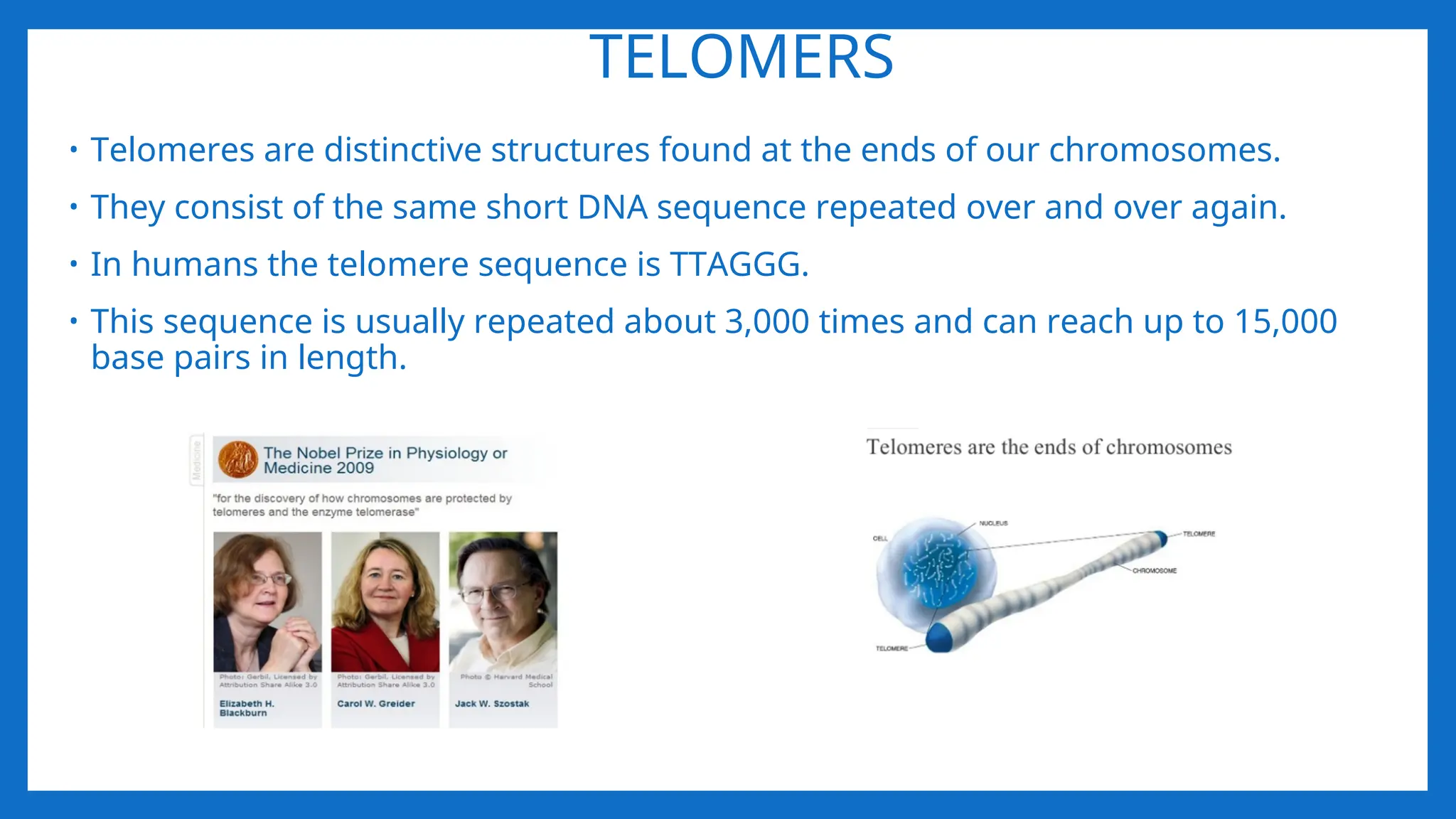TELOMERS
• Telomeres are distinctive structures found at the ends of our chromosomes.
• They consist of the same short DNA sequence repeated over and over again.
• In humans the telomere sequence is TTAGGG.
• This sequence is usually repeated about 3,000 times and can reach up to 15,000
base pairs in length.
 