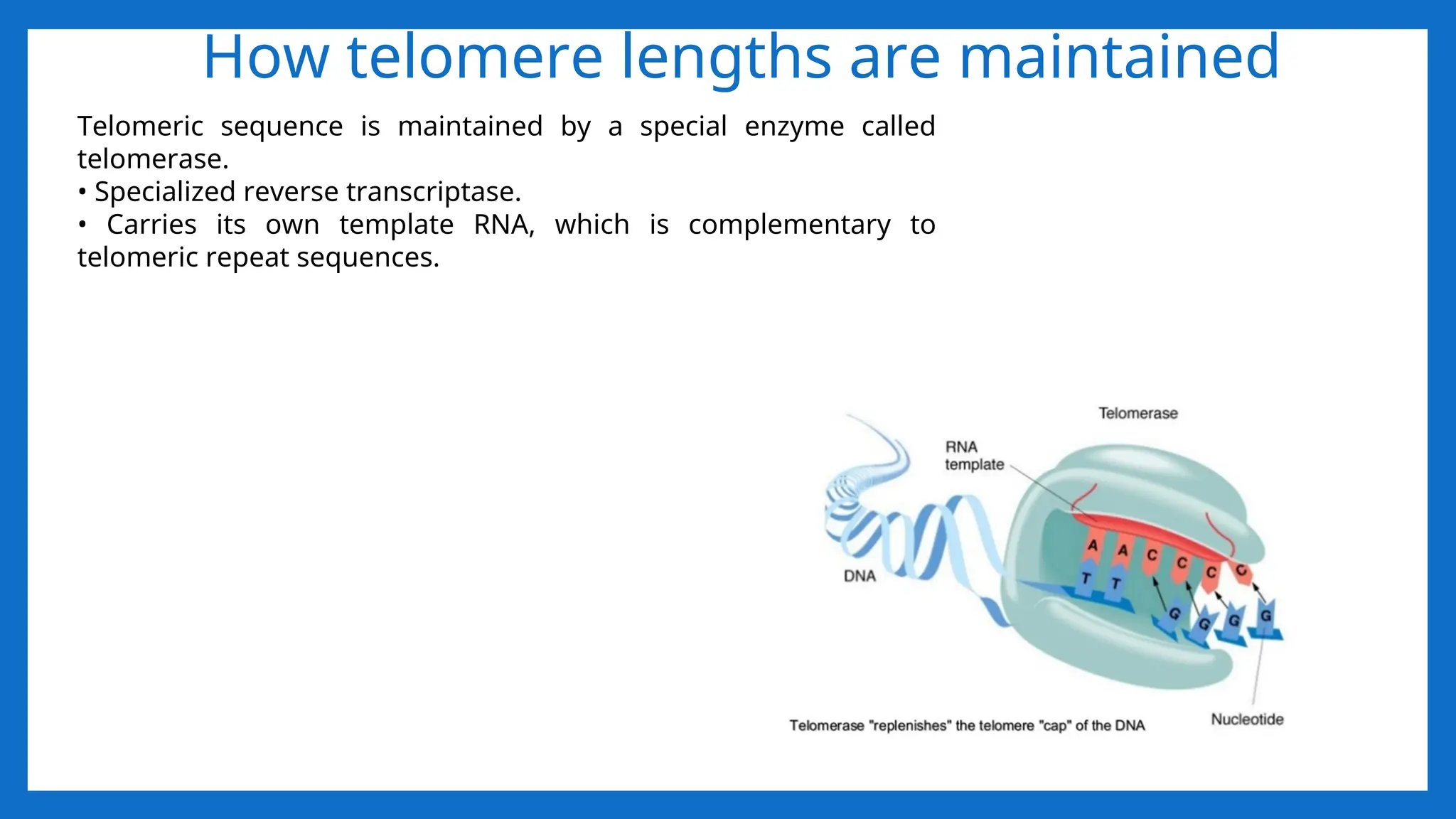 How telomere lengths are maintained
Telomeric sequence is maintained by a special enzyme called
telomerase.
• Specialized reverse transcriptase.
• Carries its own template RNA, which is complementary to
telomeric repeat sequences.
 